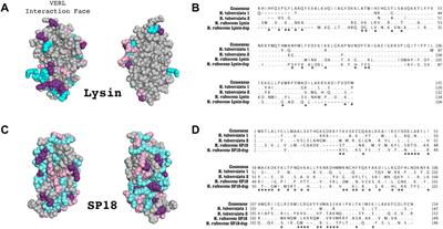 Recurrent Duplication and Diversification of Acrosomal Fertilization Proteins in Abalone